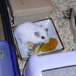 かぼちゃを食べるアイ