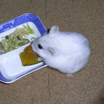 かぼちゃを食べるましろです