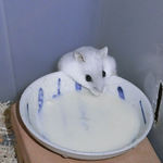 ペットミルクを舐めるましろ