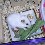 青梗菜を食べるアイ