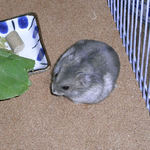 青梗菜を食べるコーキ