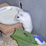 ペットミルクを舐めるましろ