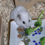 ブロッコリーを食べるアイ