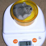 コーキも体重が減少