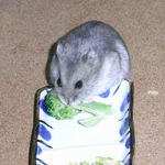 ブロッコリーを食べるコーキ