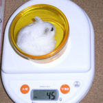 ましろは体重が大幅減少