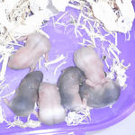 子ハムは元気そう