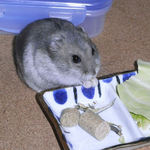 煮干を食べるコーキ