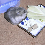 キャベツを食べるコーキ