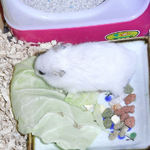 キャベツを食べるアイ