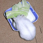 エサ皿を捜索中のましろ