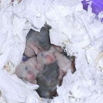 子ハムたち その1