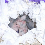 子ハムたち その2