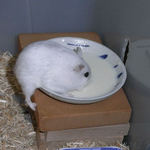 ペットミルクを舐めるましろ