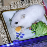 チーズを食べるアイ