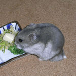 ブロッコリーを食べるコーキ