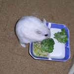 ブロッコリーを食べているましろ