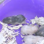 育児室の子ハムたち