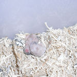 巣箱の子ハムたち