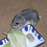 キャベツを食べるコーキ