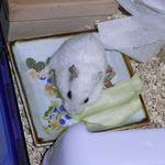 キャベツを食べるアイ