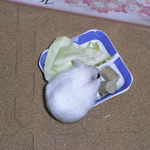 エサ皿を捜索するましろ