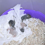 子ハムたち その1