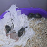 子ハムたち その2