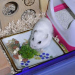 ブロッコリーを食べるアイ