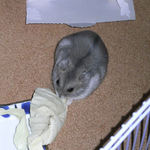 キャベツを食べるコーキ