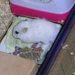 キャベツを食べるアイ