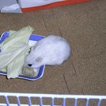 粟の実を食べるましろ