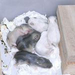 子ハムたち その1