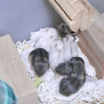 子ハムたち その2