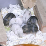 子ハムたち その3