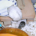 ペットミルクを舐めるましろ