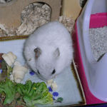 チーズを食べるアイ