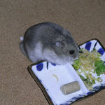 ブロッコリーを食べるコーキ