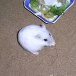 ちびっこクロワッサンを食べるましろ