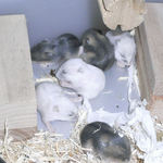 子ハムたち その1