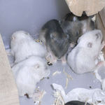 子ハムたち その2