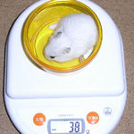 アイは体重が減りました