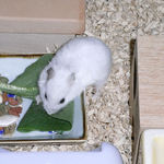 小松菜を食べるアイ