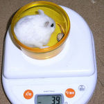 ましろは体重が減りました