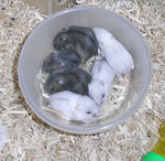 子ハムは目が開きました