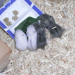 4匹並んで小松菜を食べています