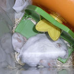 ましろと子ハムたち