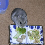 ブロッコリーを食べるコーキ