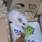 ブロッコリーに食いつくアイ