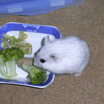 ブロッコリーに食いついているましろ